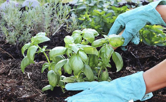 Como-cultivar-albahaca-en-casa